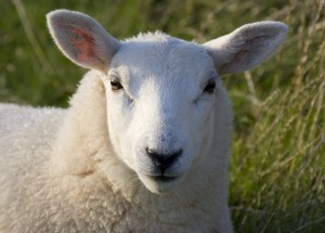 Las ovejas podrían servir para difundir Wi Fi en los campos