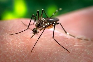 El Aedes Aegypti también es responsable del dengue