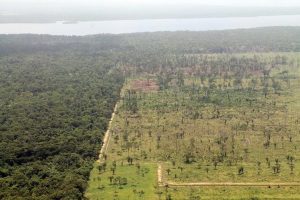 Guatemala y Reino Unido luchan contra la tala ilegal.