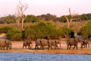 Elefantes en Botsuana están muriendo de una extraña enfermedad