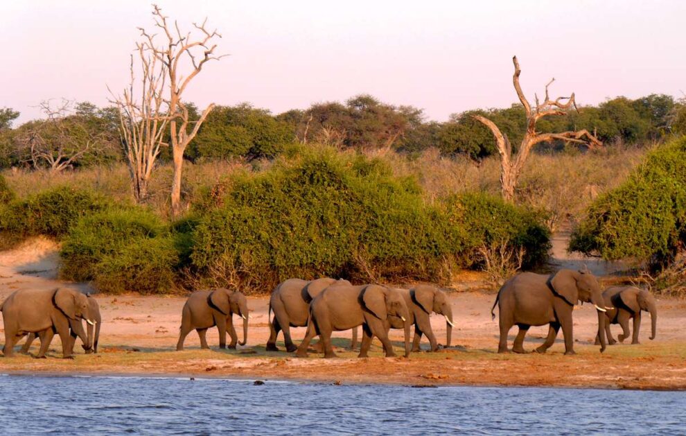 Elefantes en Botsuana están muriendo de una extraña enfermedad
