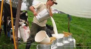 A través de un comunicado la Federación Nacional de Ganaderos de Venezuela (Fedenaga) denunció que existe una “reducción arbitraria de los precios a nivel del productor primario para la leche a puerta de corral”.