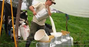 A través de un comunicado la Federación Nacional de Ganaderos de Venezuela (Fedenaga) denunció que existe una “reducción arbitraria de los precios a nivel del productor primario para la leche a puerta de corral”.