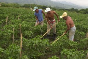 Maduro instruye a la FANB diseñar nuevas estrategias para la protección los campesinos