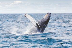 28 ballenas que se encontraban varadas en aguas de Nueva Zelanda fueron liberadas