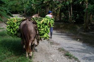 Producción de plátano