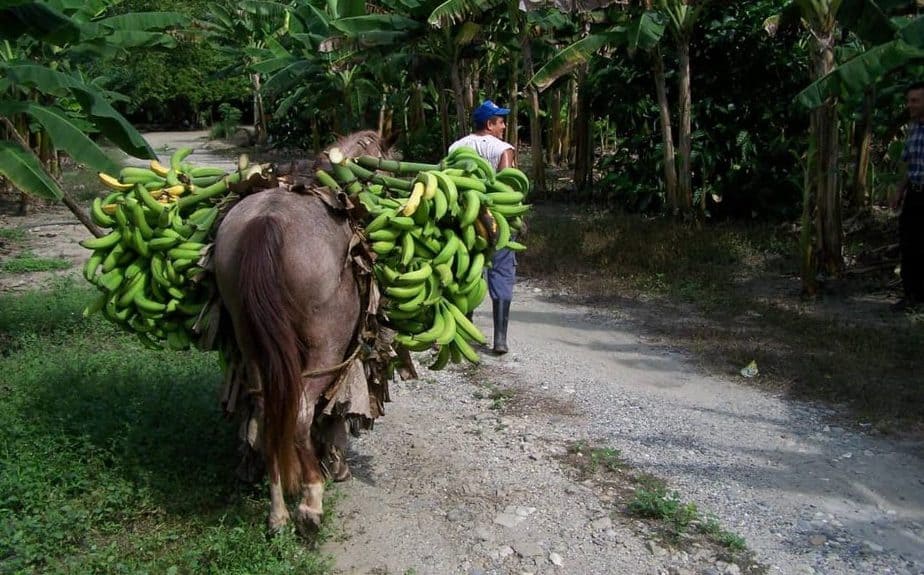 Producción de plátano