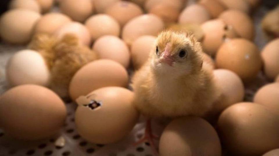 producción de pollos y pollitos