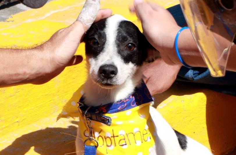 Diego Ricol - Banplus promueve adopción canina a través de ‘Paticas Felices’ en IG - FOTO