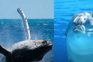Ballenas y delfines