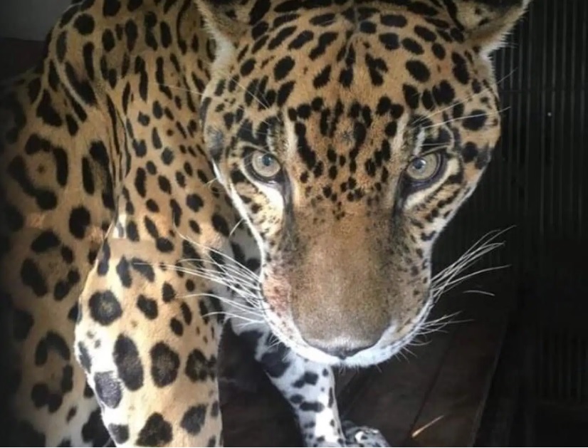 Caroní, Jaguar en Parque del Este