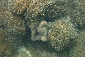 Conoce cuánto ha colonizado el Coral Unomia en el Parque Nacional Mochima