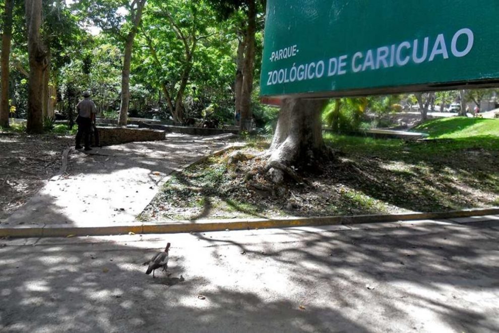 Zoológico de Caricuao cuenta con nuevos animales