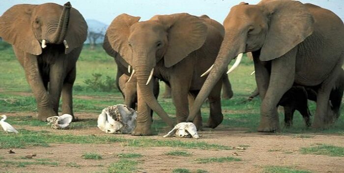 6 elefantes murieron al oeste de Zimbabue por razones aún desconocidas