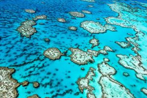 Fundación Yammine - Gran Barrera de Coral ¡En agonía a causa de la contaminación! - FOTO