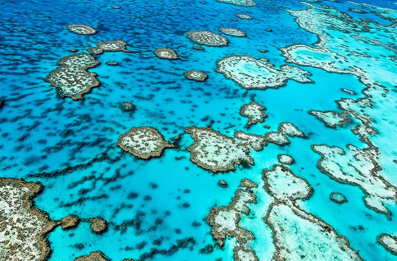 Fundación Yammine - Gran Barrera de Coral ¡En agonía a causa de la contaminación! - FOTO