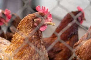 Ecuador confirma primer caso de gripe aviar en un humano