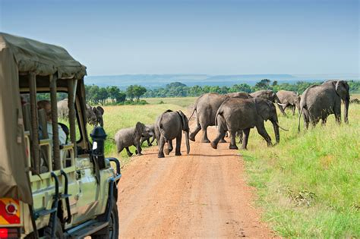 Safaris en África Una experiencia única de vida silvestre