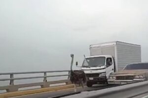 Los avestruces que causaron revuelo en el Puente sobre el Lago de Maracaibo